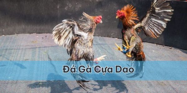 Đá gà cựa dao